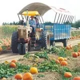 Mesilla Valley Maze photo