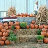 Helgoths Pumpkin Patch photo