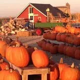 Helgoths Pumpkin Patch photo