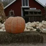 Helgoths Pumpkin Patch photo
