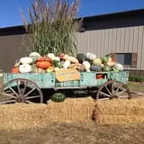 Helgoths Pumpkin Patch photo
