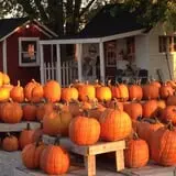 Helgoths Pumpkin Patch photo