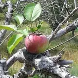 Meadow Brook Farm photo
