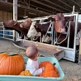 Farmer's Hayrides  photo
