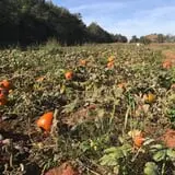 Huckleberry Trail Farm photo