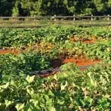 Huckleberry Trail Farm photo