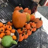 Huckleberry Trail Farm photo
