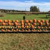 Huckleberry Trail Farm photo
