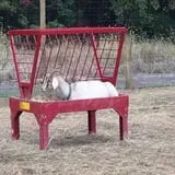 Maple Leaf Farms Funfest photo