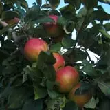 Wickham's Fruit Farm photo