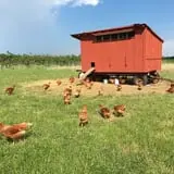 Wickham's Fruit Farm photo