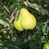 Wickham's Fruit Farm photo