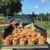 Wickham's Fruit Farm photo