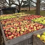 Wickham's Fruit Farm photo