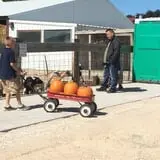 Bulitz Pumpkin Farm photo