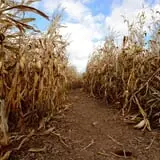 Bulitz Pumpkin Farm photo