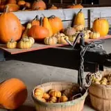 Bulitz Pumpkin Farm photo