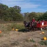 Bulitz Pumpkin Farm photo