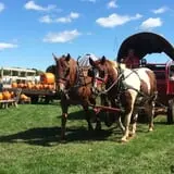Bulitz Pumpkin Farm photo