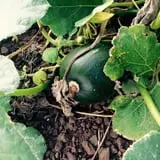 Bulitz Pumpkin Farm photo