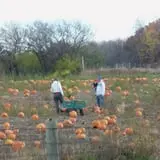 Bulitz Pumpkin Farm photo