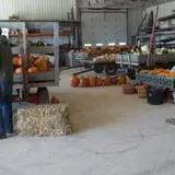 Bulitz Pumpkin Farm photo