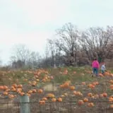 Bulitz Pumpkin Farm photo