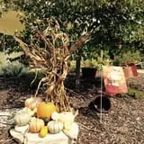 Karefree Produce photo
