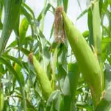 Karefree Produce photo