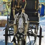 Boston Haunted Manor photo