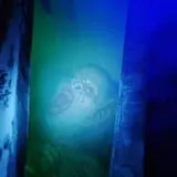 Boston Haunted Manor photo