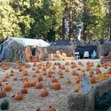 The Haunted Pumpkin Patch photo
