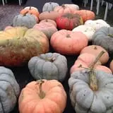 Mello's Farm and Flower Center photo