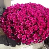 Mello's Farm and Flower Center photo