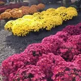 Mello's Farm and Flower Center photo