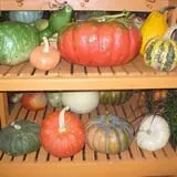 Mello's Farm and Flower Center photo