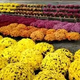 Mello's Farm and Flower Center photo