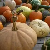 Mello's Farm and Flower Center photo