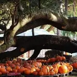 Partin Ranch Corn Maze photo