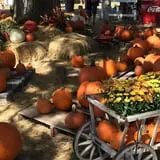 Partin Ranch Corn Maze photo