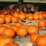 Partin Ranch Corn Maze photo