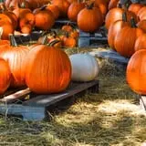 Partin Ranch Corn Maze photo