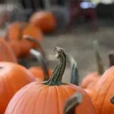 Partin Ranch Corn Maze photo
