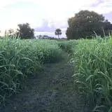 Partin Ranch Corn Maze photo