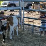 Partin Ranch Corn Maze photo