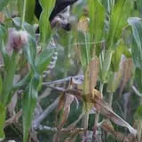 Partin Ranch Corn Maze photo