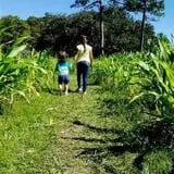 Partin Ranch Corn Maze photo