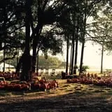 Partin Ranch Corn Maze photo