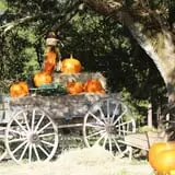 Partin Ranch Corn Maze photo