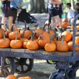 Partin Ranch Corn Maze photo